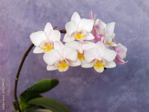 Mini phalaenopsis orchid with white flowers on a gray background, selective focus, horizontal orientation.