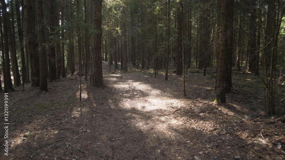 Fototapeta premium Summer background in the spruce forest