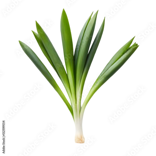 Wallpaper Mural Fresh green onion leaf isolated on transparent background. Torontodigital.ca