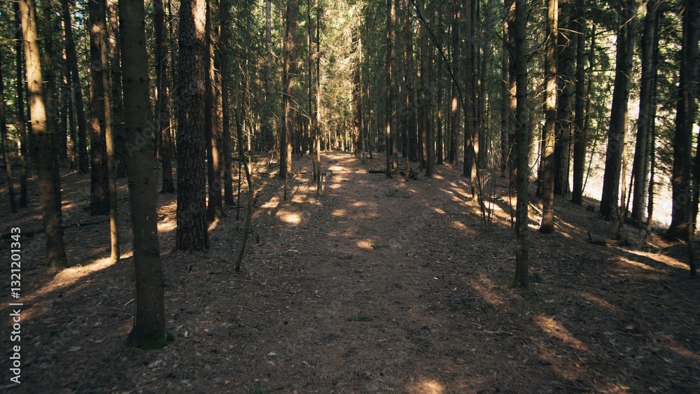 Fototapeta premium Summer background in the spruce forest