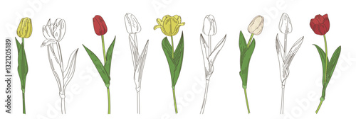 Tulip blooming flowers garden plant hand drawn monochrome and colored line sketch isolated set