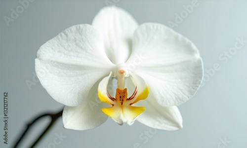White phalaenopsis orchid, crystal-clear details, minimalist background, studio lighting, perfect symmetry, macro botanical precision