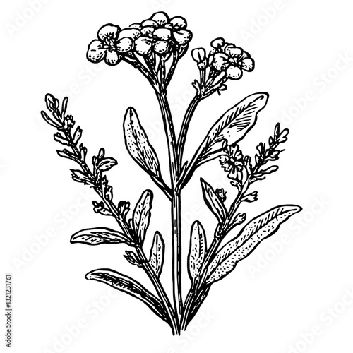 Elegant botanical engraving featuring intricate floral details suitable for tattoo designs and packaging adaptations