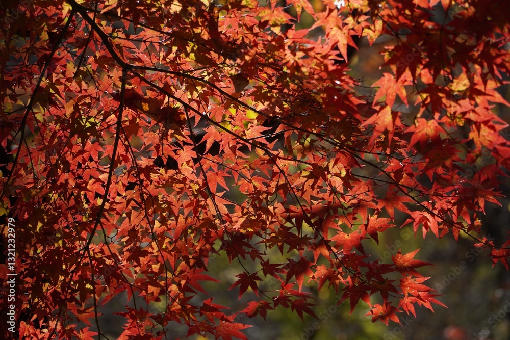Vibrant red and orange leaves capture the beauty of autumn, picturesque scene perfect for nature lovers. Vibrant red and orange leaves capture the beauty of autumn, picturesque scene perfect for nature lovers.