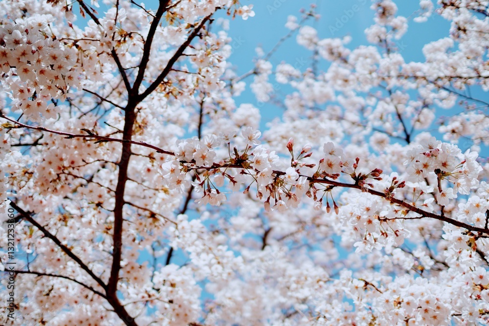 A close-up view of cherry blossoms blooming against a clear blue sky, delicate pink petals and branches in full spring splendor.