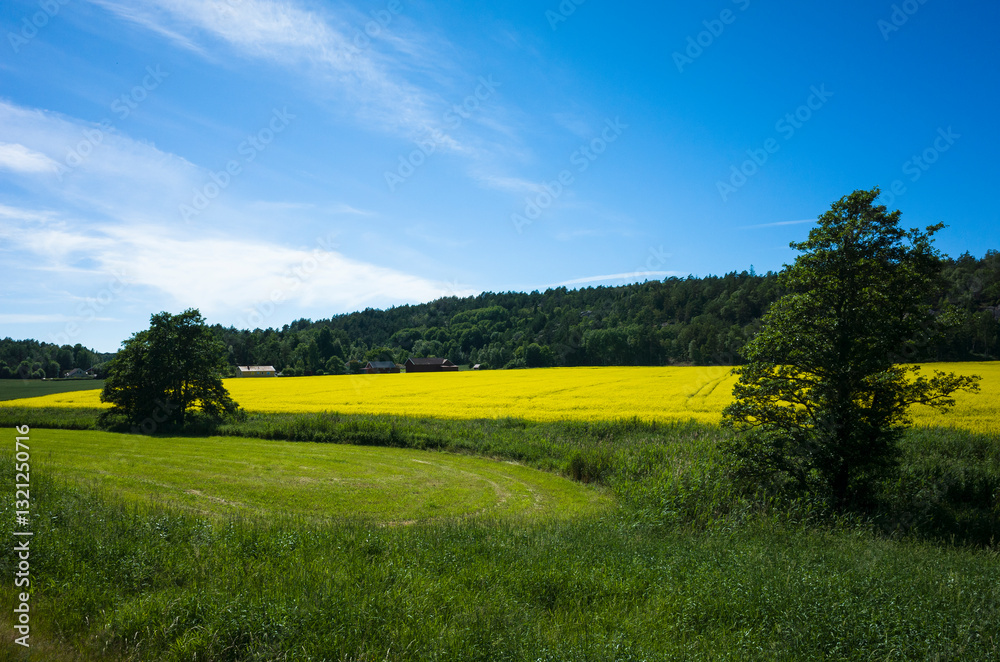 Obraz premium A picturesque rural scene in Sweden with a lush green grassy area with two trees in the foreground, followed by a vibrant yellow rapeseed field, a dense forest, and farmhouses under a clear blue sky