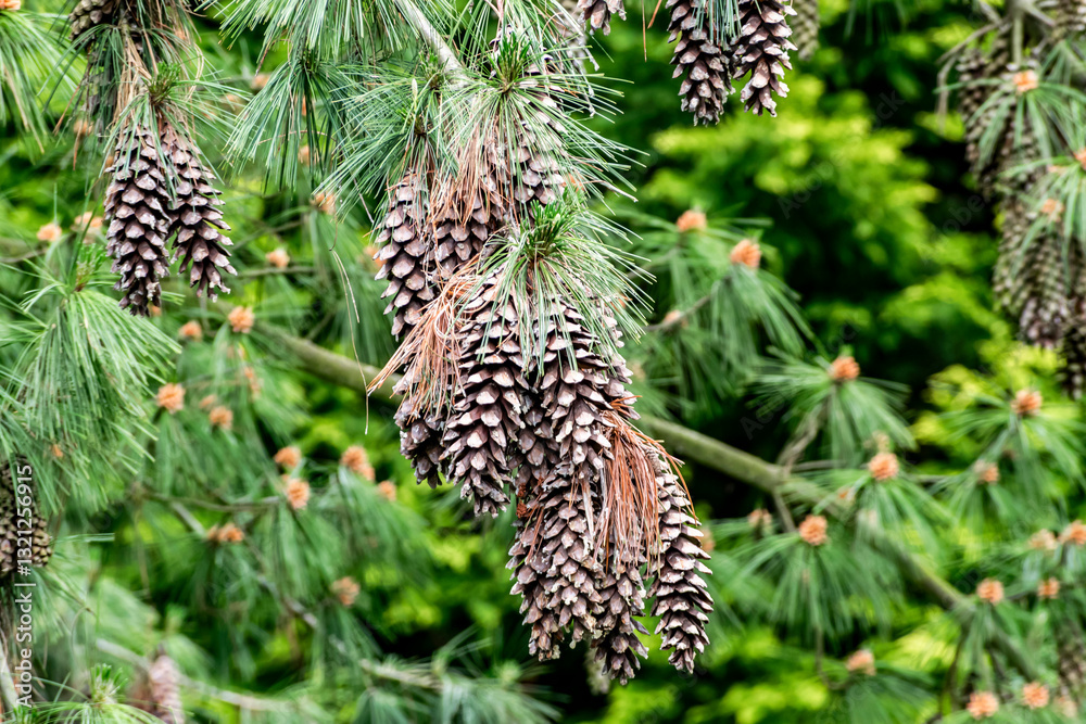 Obraz premium eastern white pine branch with long cones. Coniferous trees for oriental rock gardens