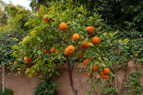 Ripe oranges hang from a lush green tree in a garden near a rustic wall in Morocco.