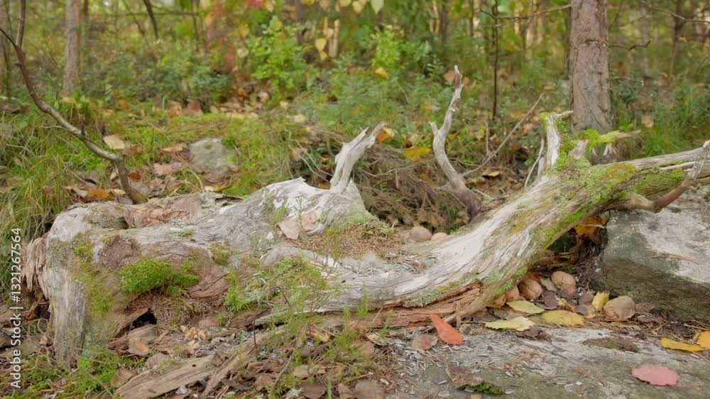 Peaceful birds feeding in the forest, relaxing wildlife video Peaceful birds feeding in the forest, relaxing wildlife video