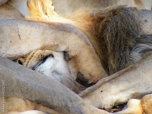 Pile of lions