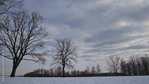Wallpaper Mural Bare, leafless trees standing in snow-covered field, gray cloudy sky creating serene winter landscape with peaceful stillness Torontodigital.ca