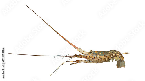 Tableau sur toile Spiny Lobster Isolated