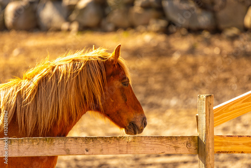 Golden sunset horse