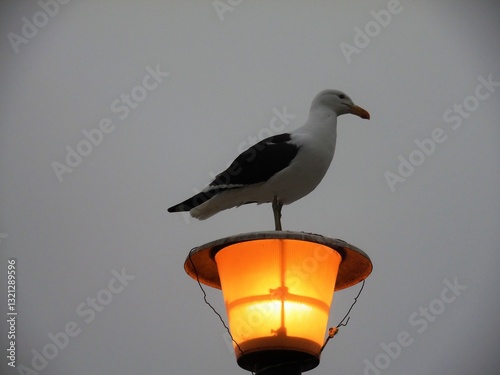 Seagull on lamppost