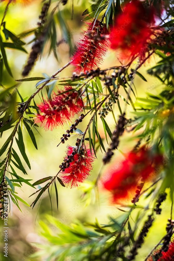 赤いブラシノキの花	