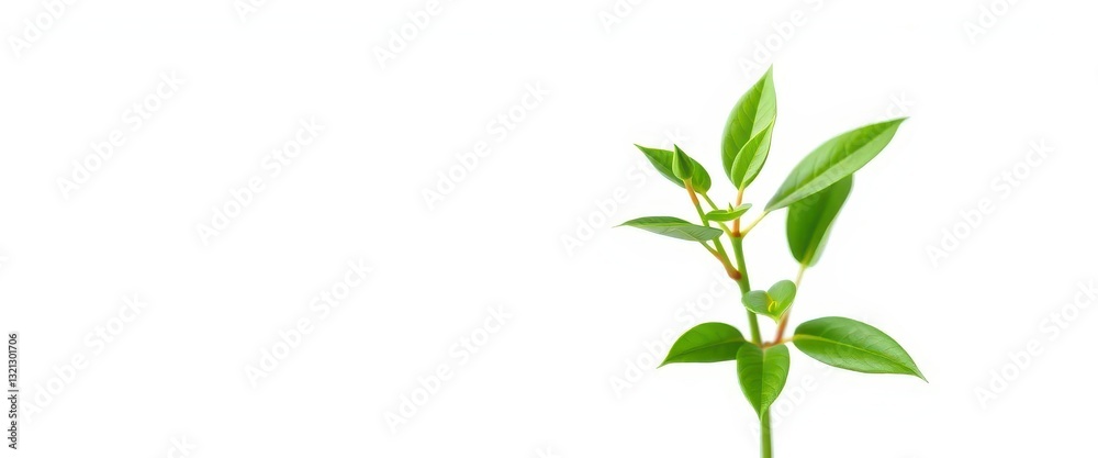 Obraz premium Single vibrant green plant, isolated on pure white background, organic, green