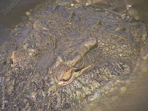 Close up crocodile