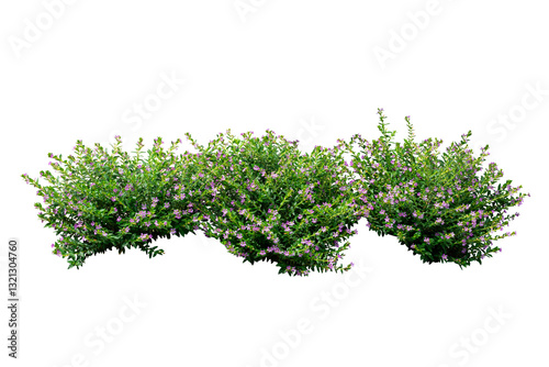 Purple flower bush isolated