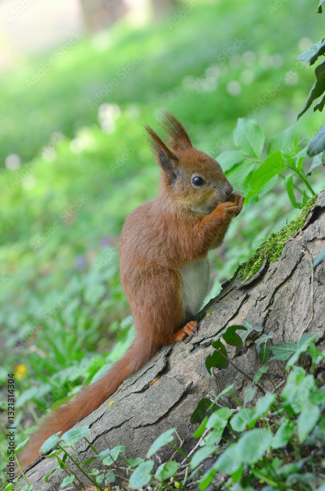 Cute readhead with white tummy squirrel sitting on the tree trunk in spring forest and eating nut. Closeup photo outdoors. Fauna,squirrels in spring , wildlife protection concept. Free copy space Cute readhead with white tummy squirrel sitting on the tree trunk in spring forest and eating nut. Closeup photo outdoors. Fauna,squirrels in spring , wildlife protection concept. Free copy space
