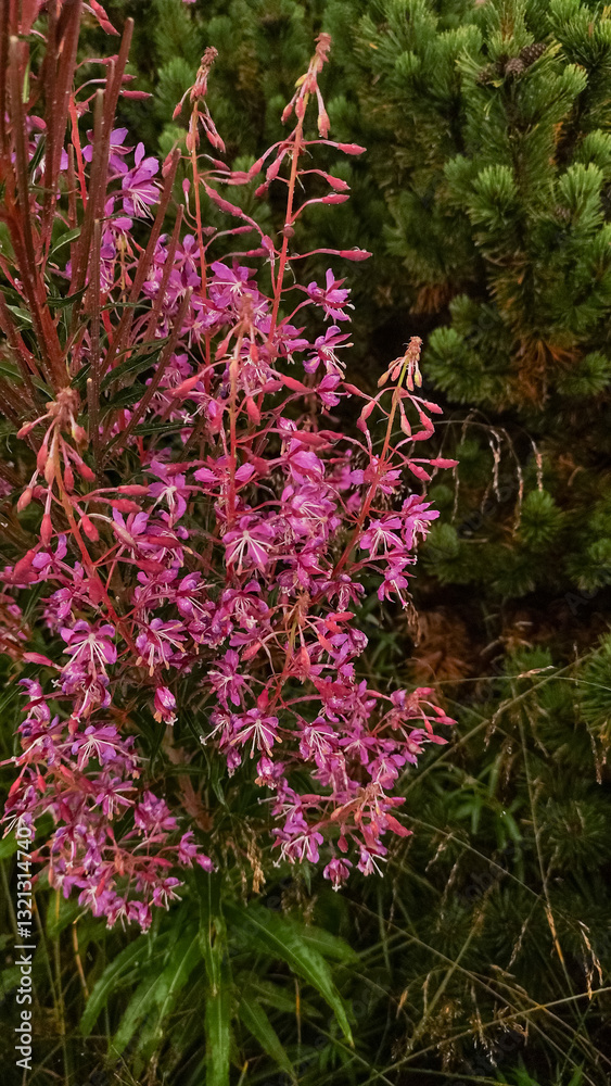 Obraz premium Blooming fireweed flowers near strbske pleso in high tatras, slovakia