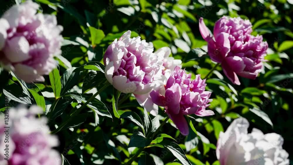 Lush peony blossoms in shades of pink and white dance gracefully amidst vibrant green foliage, creating a serene summer scene Lush peony blossoms in shades of pink and white dance gracefully amidst vibrant green foliage, creating a serene summer scene
