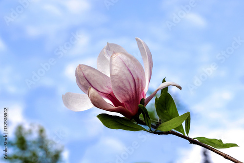 Cuadro en lienzo Magnolia branch with blossoming flower