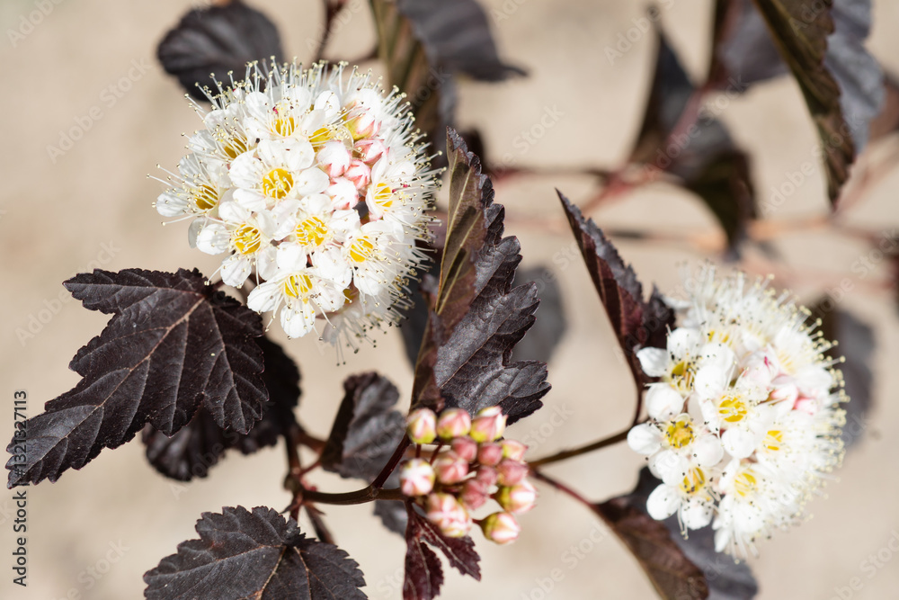 beautiful white blooming decorative bush as floral background . close up.