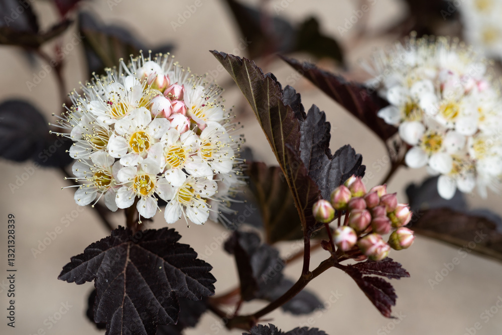 beautiful white blooming decorative bush as floral background . close up.