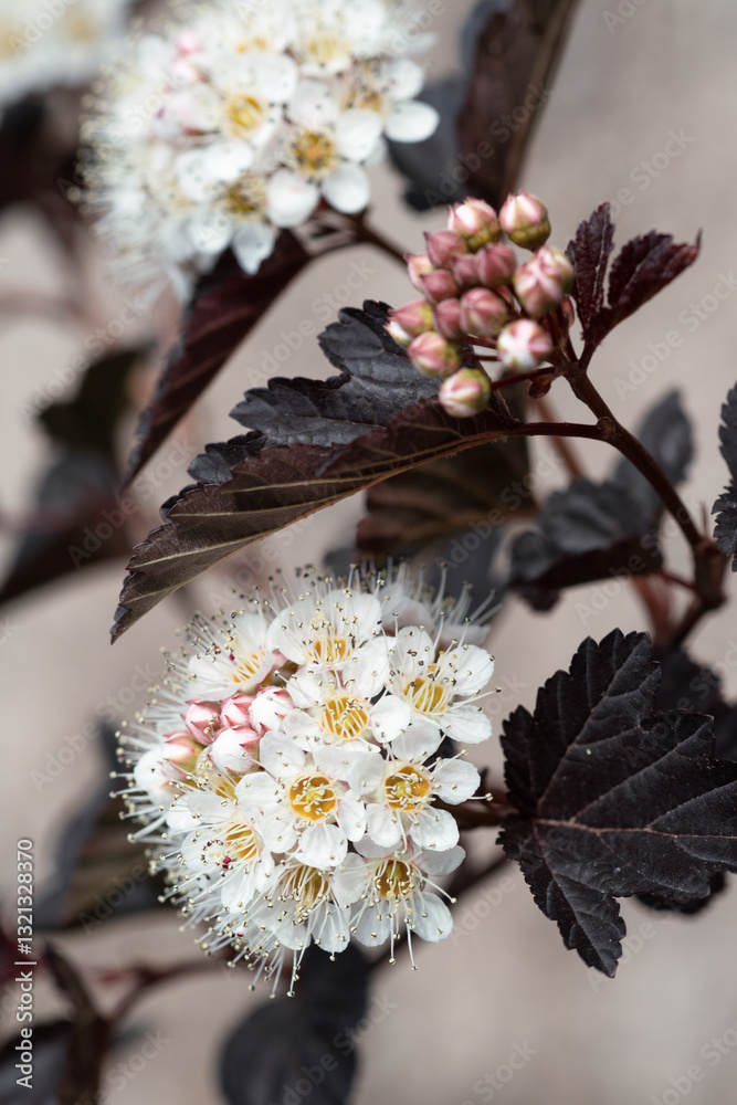 beautiful white blooming decorative bush as floral background . close up.