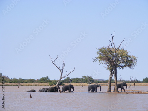 Photography herd of elephants
