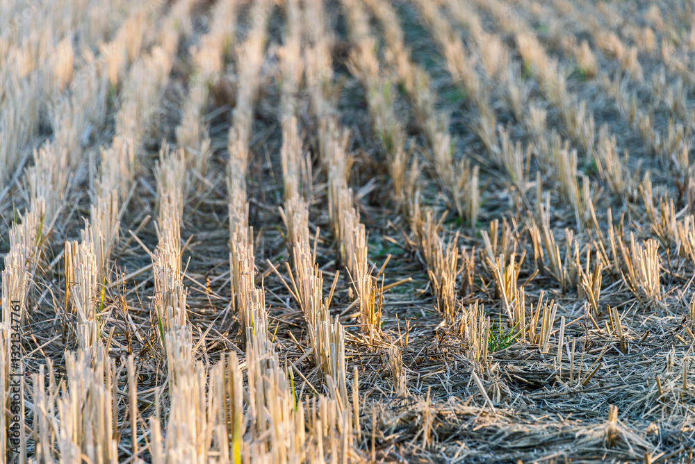 Fototapeta premium autumnal landscape inside the Santa Sofia ring on the Ticino river, Pavia, Italy