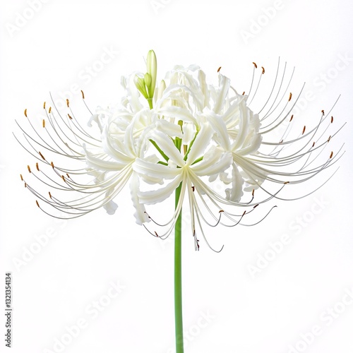 Stunning White Spider Lily Bloom Elegant Nature Photography Isolated on White Background