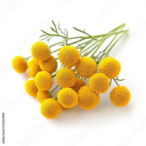 Vibrant Yellow Button Flowers Santolina Chamaecyparissus Bouquet Close Up Studio Shot