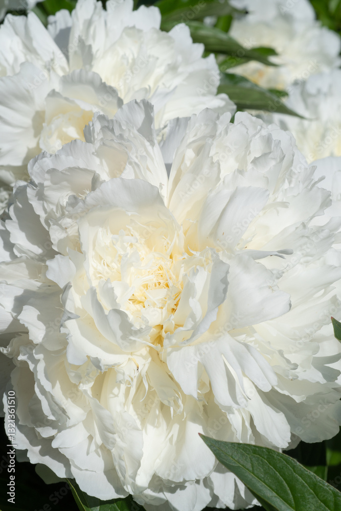 beautiful white needle peony blooming flower as background at sunny day. close up.