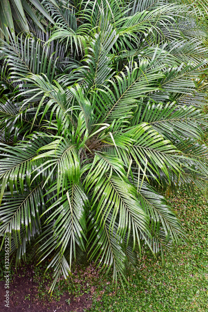 Palm trees leaves in Teresopolis, Rio de Janeiro, Brazil