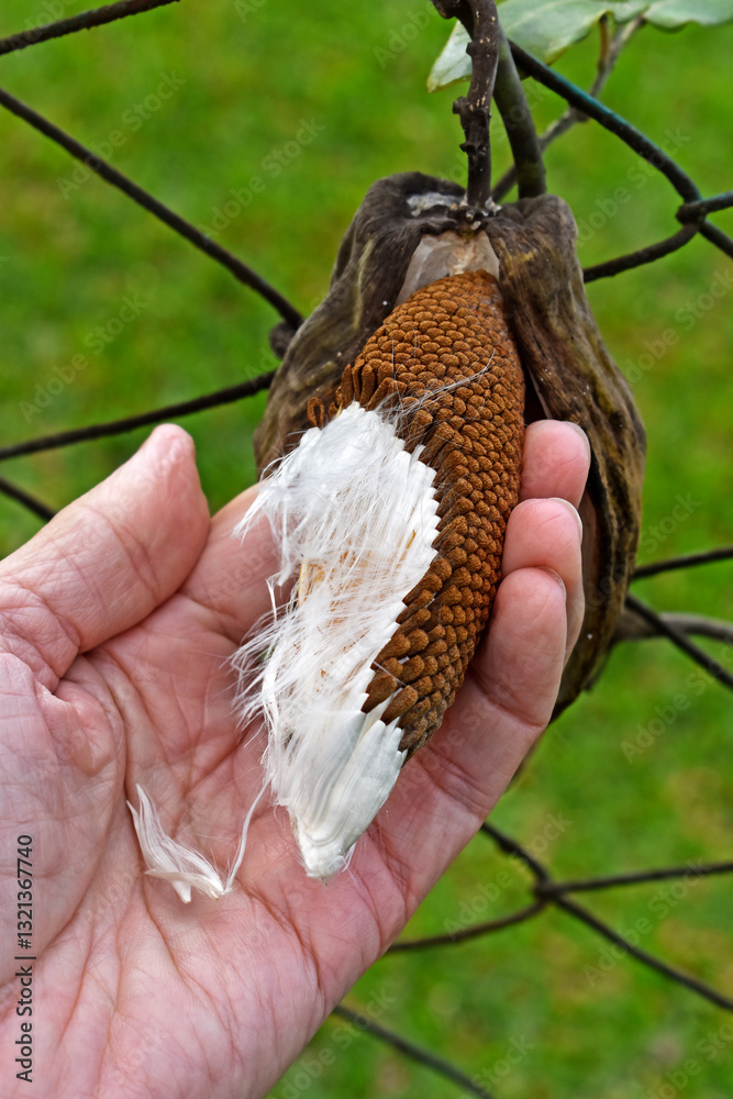 Dry seeds of common milkweed (Asclepias syriaca) on hand