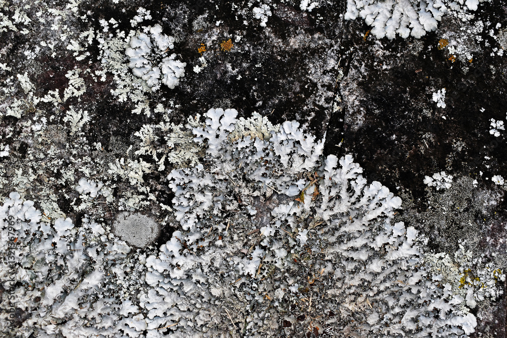 Lichen on stone in the garden