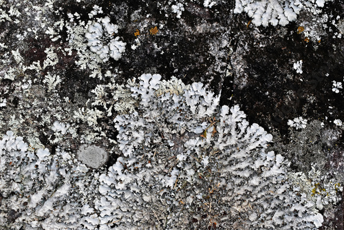 Obraz na płótnie Lichen on stone in the garden w salonie