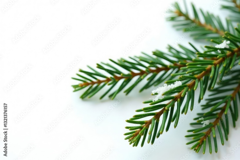 Sprig of fir branch isolated on white background, winter, nature Sprig of fir branch isolated on white background, winter, nature