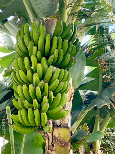 Bunch of green bananas growing in a Canarian banana plantation in Tenerife, Canary Islands,
Spain.Selective focus.
