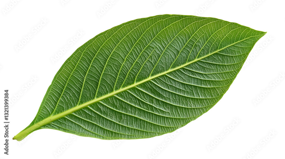 Green leaf on a white. AI Generated Images Green leaf on a white. AI Generated Images