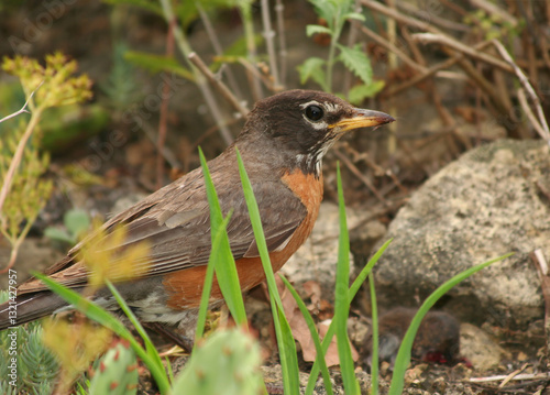 Robin Bird eating mouse in a Hot Summer day in Indianapolis, IN,USA