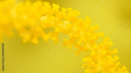Selectively focused Lugol-fixed sample of marine golden algae, Rhabdonema, observed at 400x magnification.