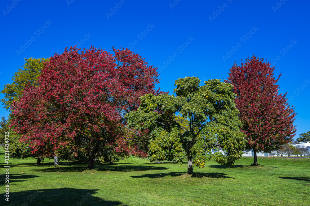 Colourful trees casting shadows across ground during Fall, with red autumn leaves in Arboretum, Royal Botanical Garden, Ontario, Canada. Colourful trees casting shadows across ground during Fall, with red autumn leaves in Arboretum, Royal Botanical Garden, Ontario, Canada.