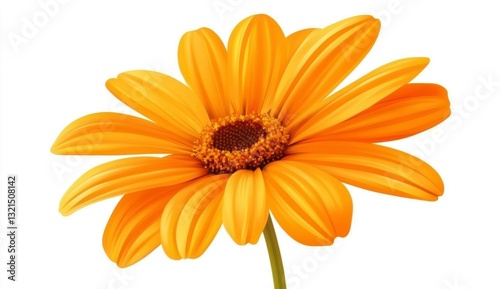 Vibrant Orange Daisy Flower on White Background