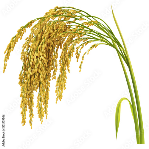 Fotografie Mature golden rice plant with grain-heavy seed heads hanging from green stalks,