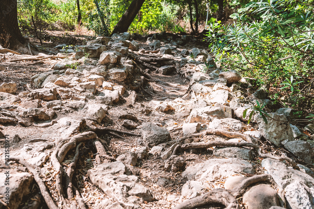 Obraz premium Rocky forest trail with exposed roots winds through lush summer woods