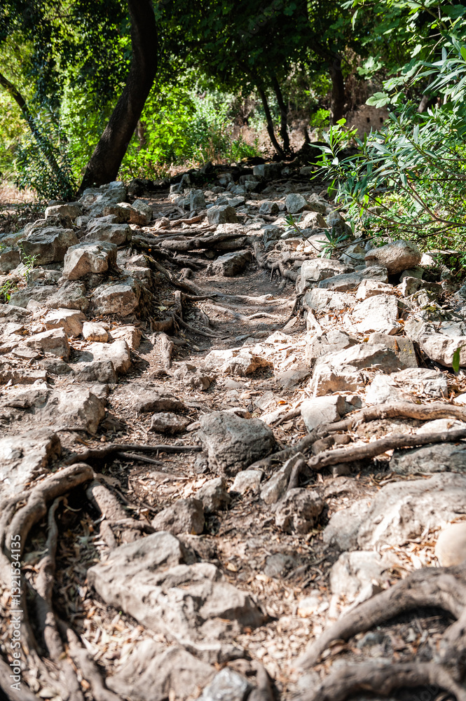 Rocky forest trail with exposed roots winds through lush summer woods Rocky forest trail with exposed roots winds through lush summer woods