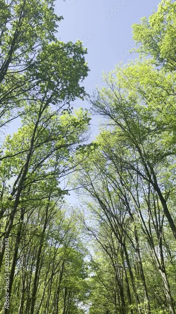 Looking Up at Tall Trees with Green Leaves Against a Blue Sky