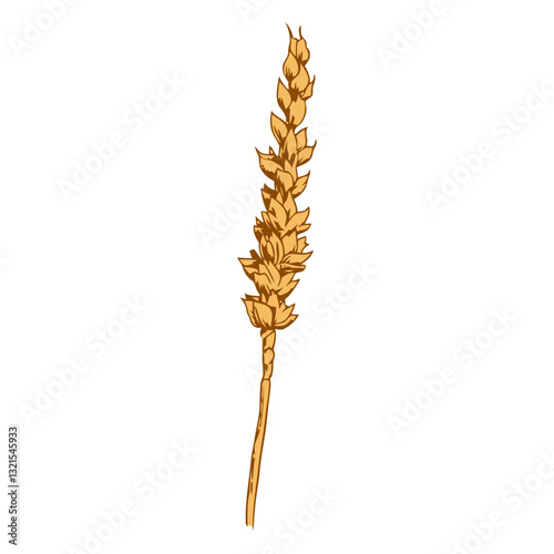 wheat grain illustration.